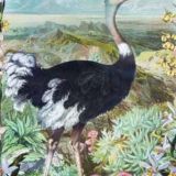 Arcana Card -Fynbos