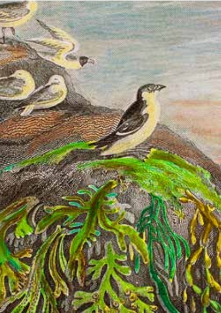 Arcana Card - Seaweed