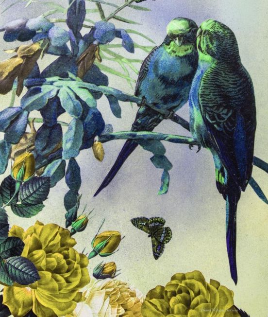 Arcana Shawl - Budgies