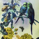 Arcana Shawl - Budgies