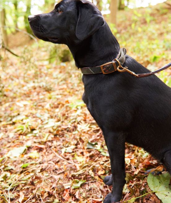 Barbour Dogwear