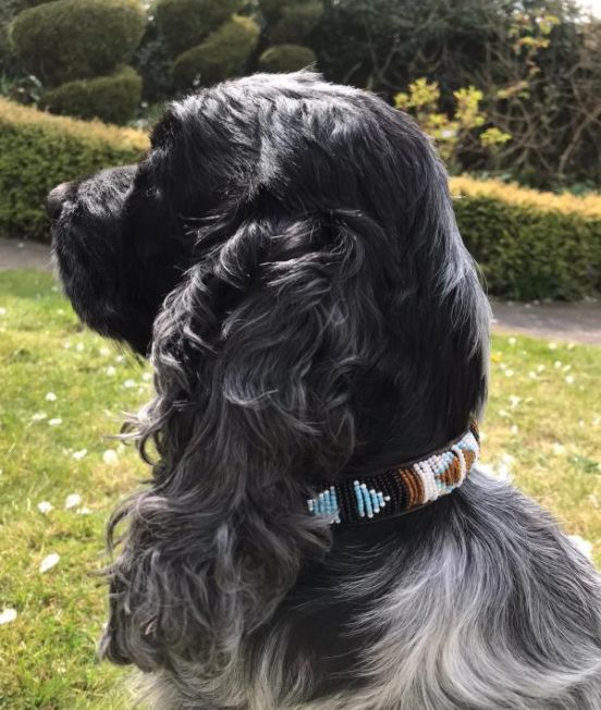 Aspiga Dogwear