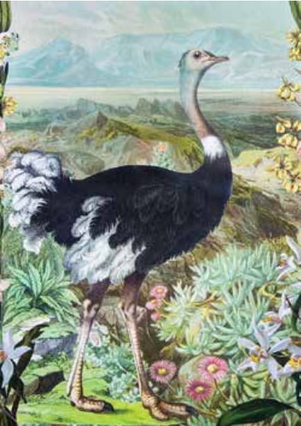 Diana Wilson Arcana