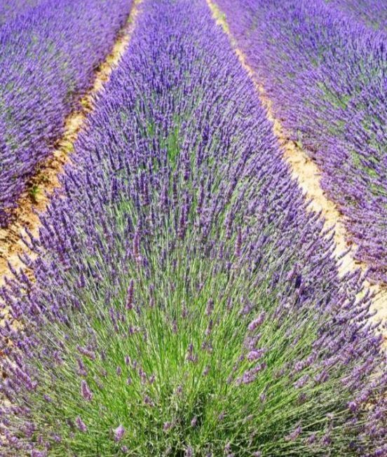 Fragrance