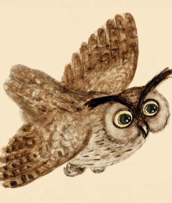 Kapeliki Greetings Card - Owl